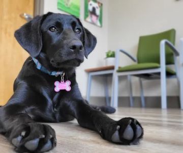 Wolftever Pet Wellness Group | East Hamilton