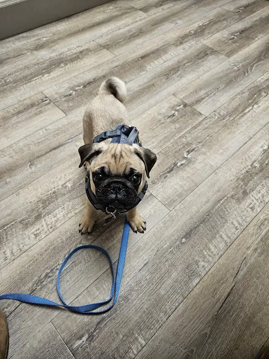 Wolftever Pet Wellness Group | East Hamilton 12