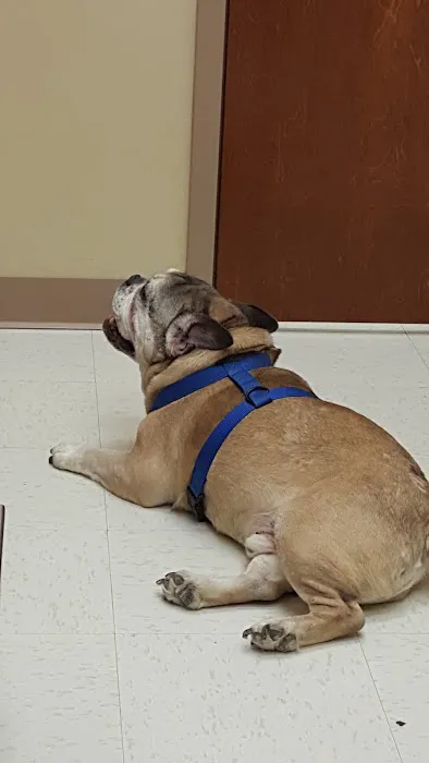Ringgold Animal Hospital 2