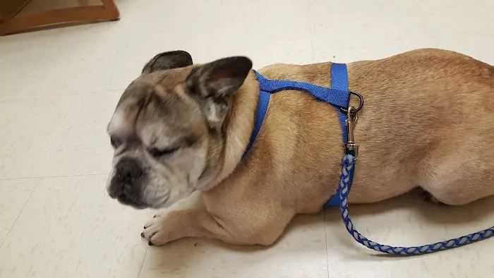 Ringgold Animal Hospital 8