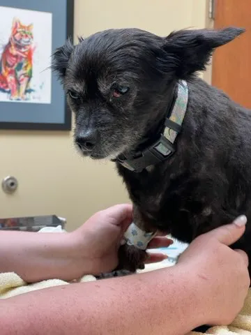 Ringgold Animal Hospital 10