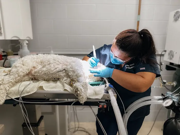 Animal Medical Professionals 9