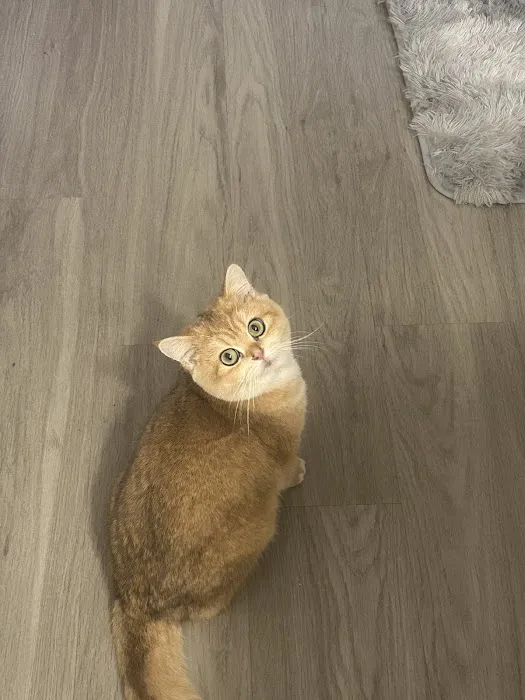 AristoCatMeow Cattery 2