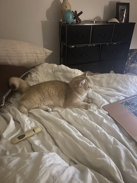 AristoCatMeow Cattery 1