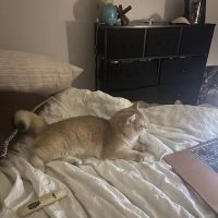 AristoCatMeow Cattery ico