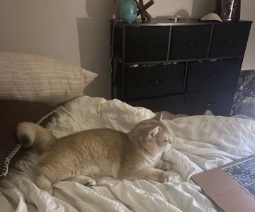 AristoCatMeow Cattery