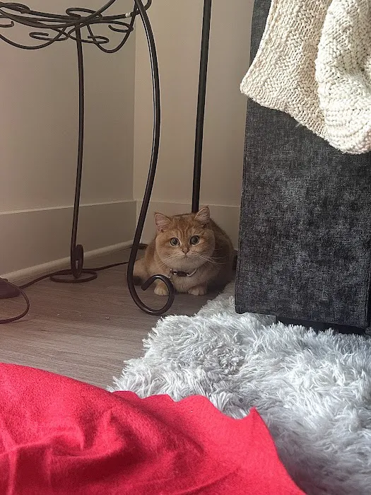 AristoCatMeow Cattery 3