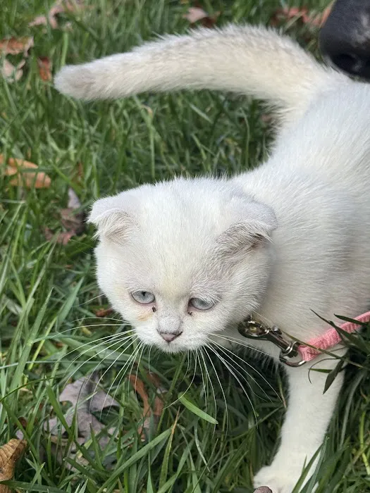 AristoCatMeow Cattery 4