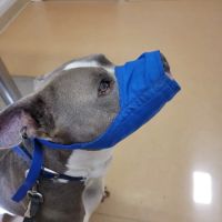 Main Street Veterinary Clinic ico