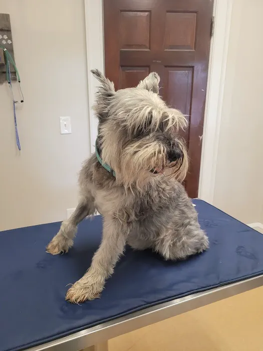 Main Street Veterinary Clinic 5