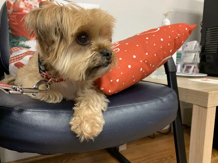 Main Street Veterinary Clinic 4