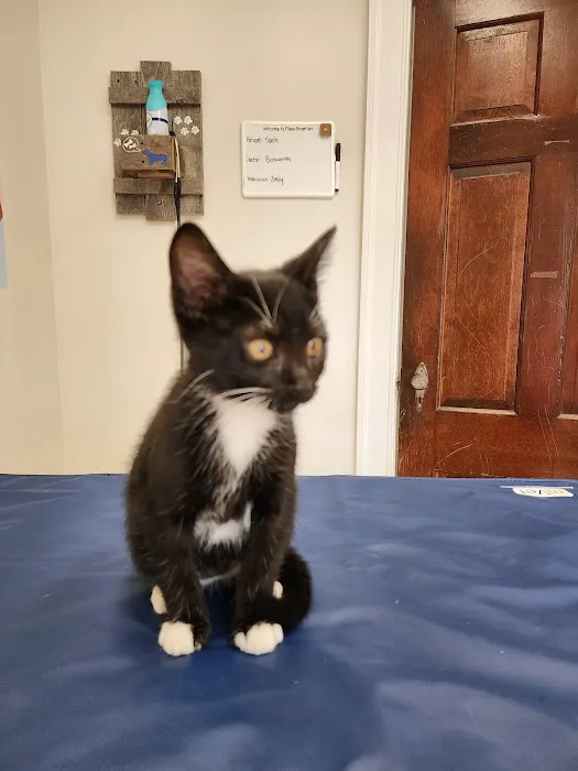 Main Street Veterinary Clinic 6