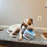 Furgent Care Vet ico