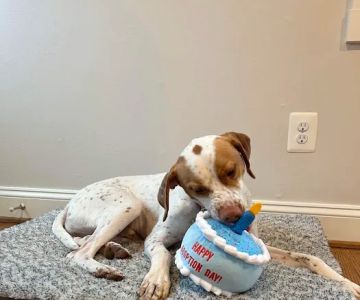 Furgent Care Vet