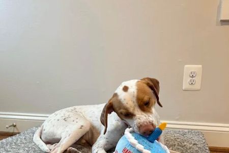 Furgent Care Vet