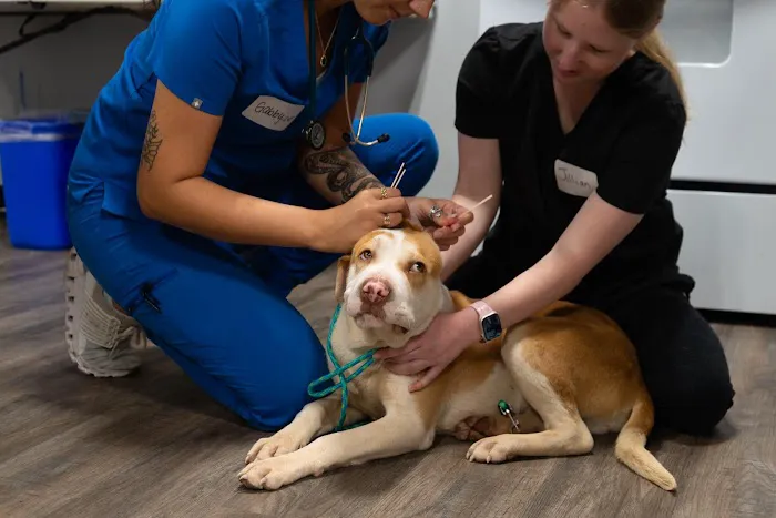Furgent Care Vet 12
