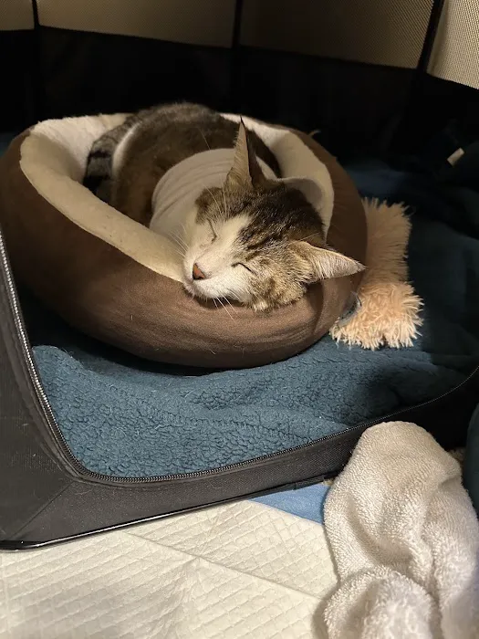 Furgent Care Vet 12