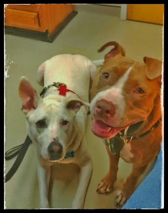 Boulevard Veterinary Hospital 12