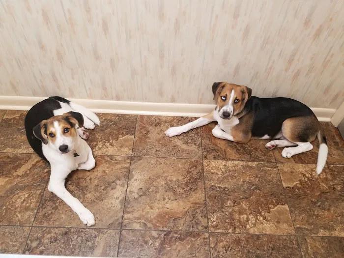 Bostic Veterinary Hospital 1