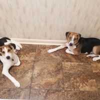 Bostic Veterinary Hospital ico
