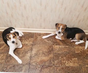 Bostic Veterinary Hospital