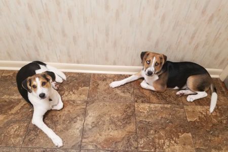 Bostic Veterinary Hospital