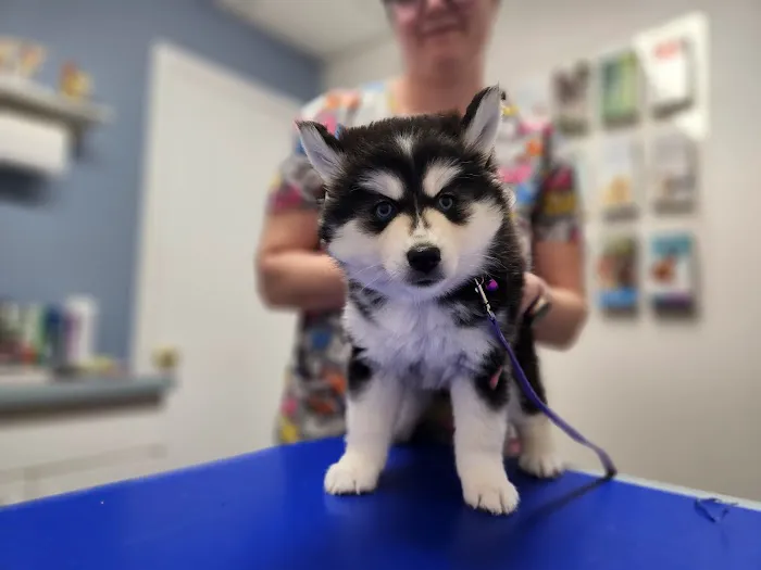 Bostic Veterinary Hospital 4