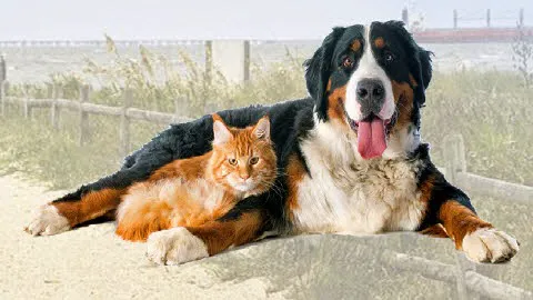 Bostic Veterinary Hospital 6
