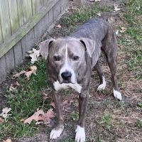 Veterinary Heart Care ico