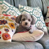 BluePearl Pet Hospital ico
