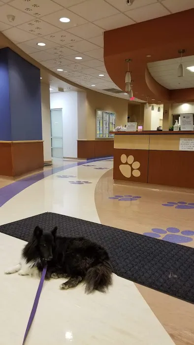 BluePearl Pet Hospital 8