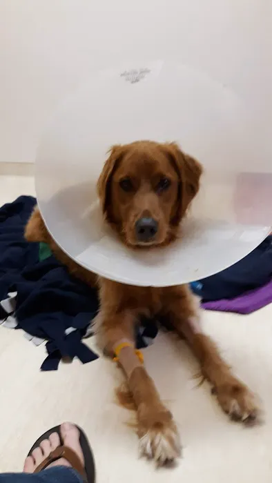 BluePearl Pet Hospital 7