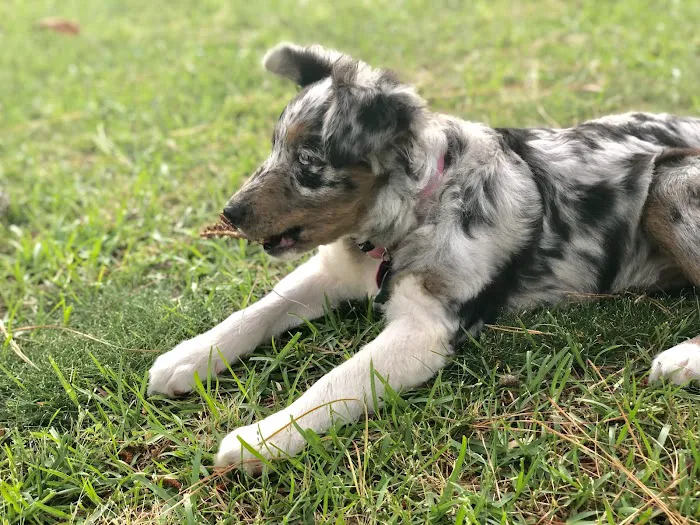BluePearl Pet Hospital 10