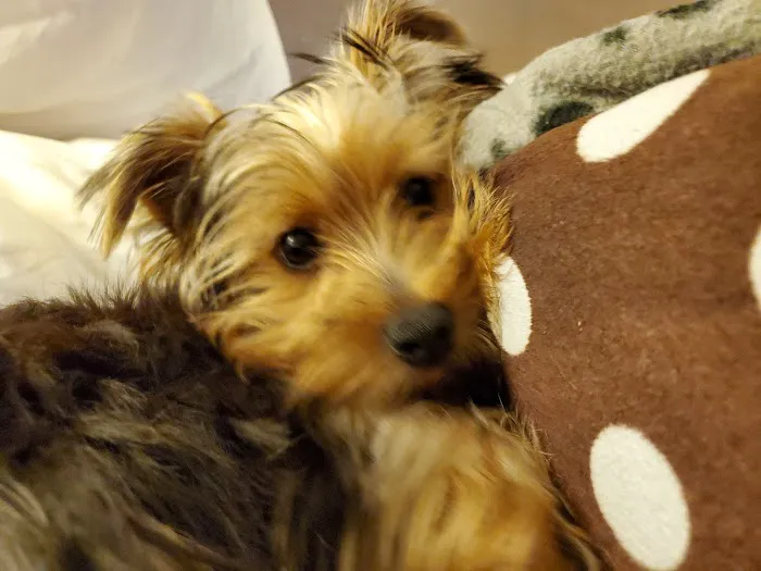 Banfield Pet Hospital 5