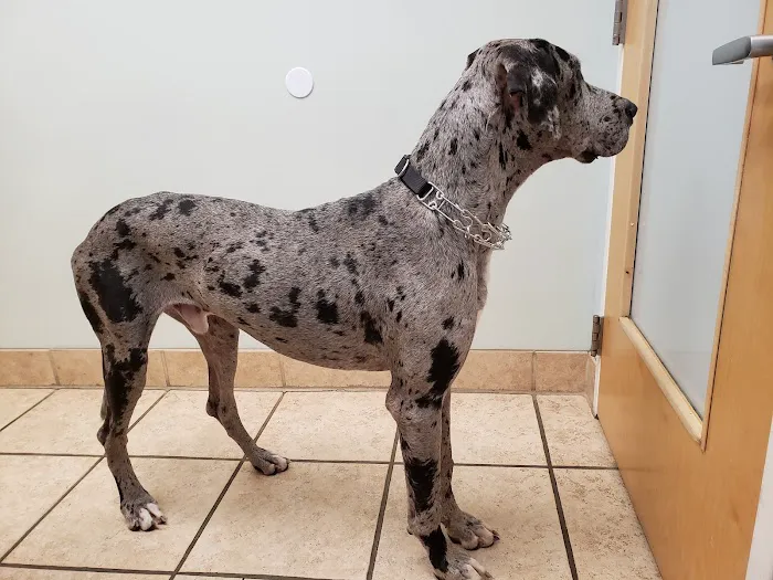 Bay Beach Veterinary Hospital 12