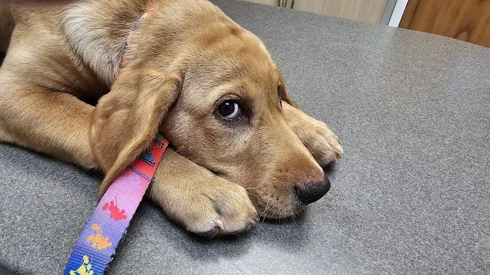 Bay Beach Veterinary Hospital 12