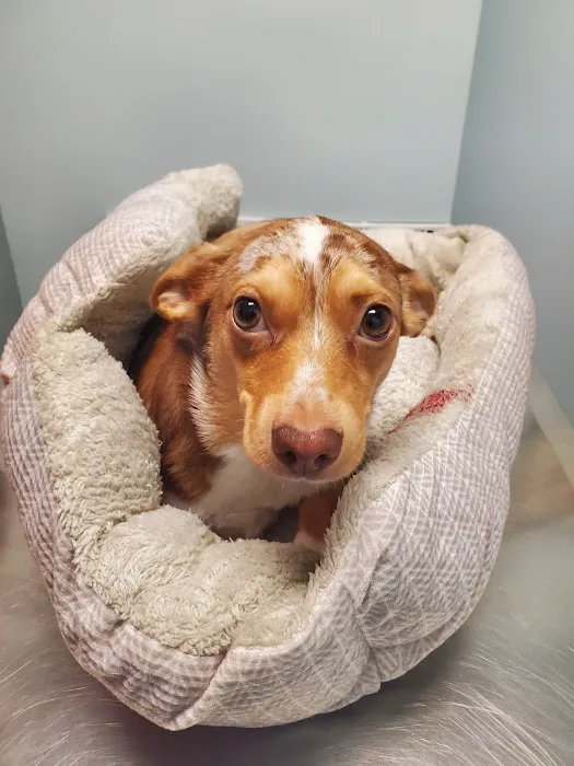 Bay Beach Veterinary Hospital 12