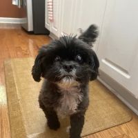 Banfield Pet Hospital ico