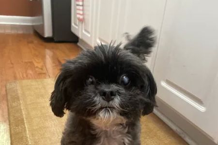 Banfield Pet Hospital