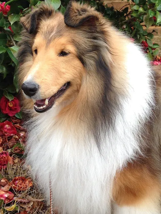Chelsea Animal Hospital 3