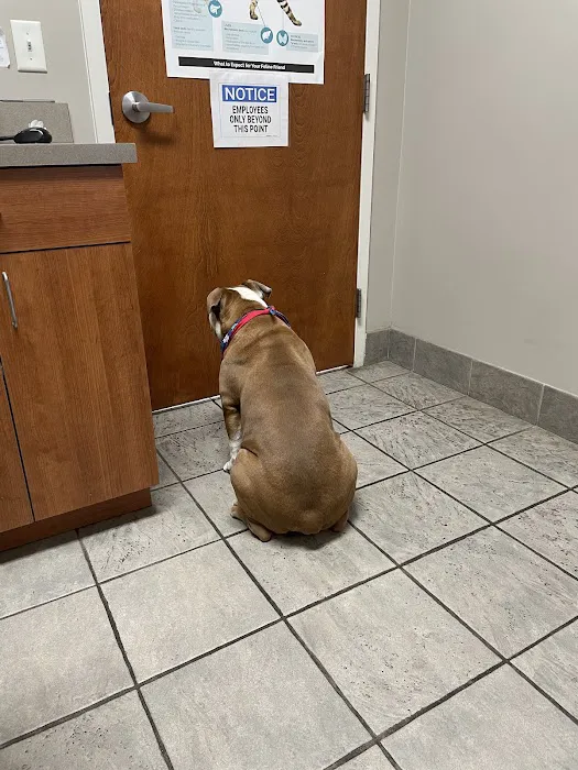 Chelsea Animal Hospital 10