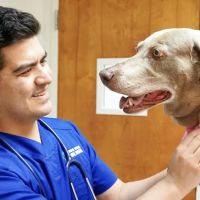 Double Oak Mountain Animal Hospital ico