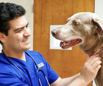 Double Oak Mountain Animal Hospital