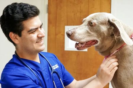 Double Oak Mountain Animal Hospital