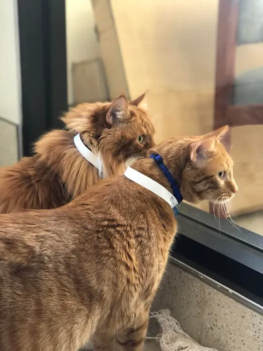 Double Oak Mountain Animal Hospital 6