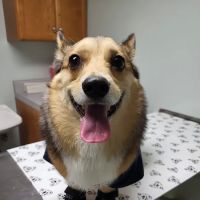 Cahaba Valley Animal Clinic ico