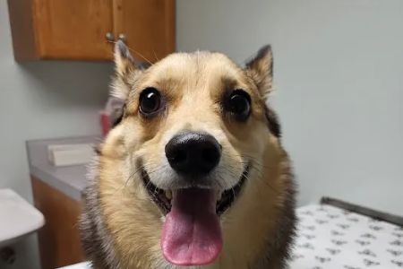 Cahaba Valley Animal Clinic