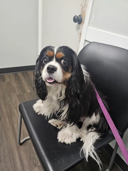 Cahaba Valley Animal Clinic 9
