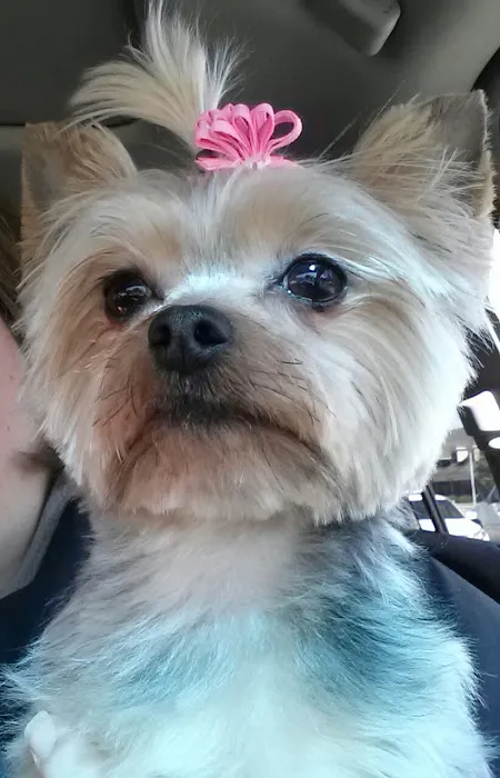 Cahaba Valley Animal Clinic 8
