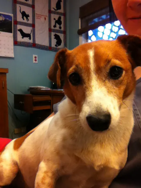 Meadow Brook Animal Clinic 3